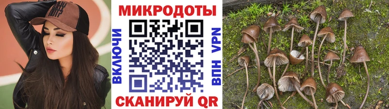 где купить наркоту  Сенгилей  Псилоцибиновые грибы Psilocybine cubensis 